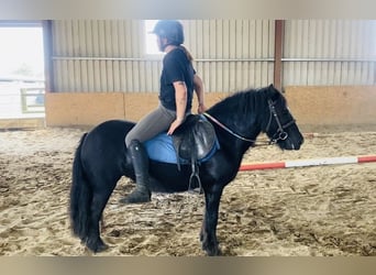 Cob, Yegua, 7 años, 123 cm, Negro