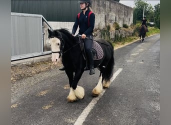 Cob, Yegua, 7 años, 130 cm, Negro