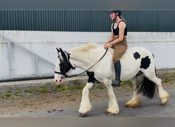 Cob, Yegua, 7 años, 134 cm, Pío