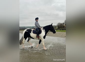 Cob, Yegua, 7 años, 160 cm, Tobiano-todas las-capas