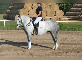 Cob, Yegua, 8 años, 150 cm, Tordo