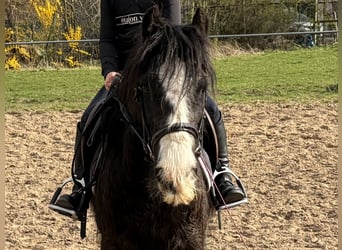 Cob, Yegua, 9 años, 134 cm, Negro