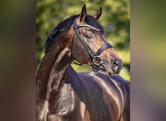 Oldenburg-International (OS), Stallion, 6 years, 16.1 hh, Smoky-Black