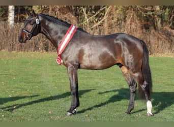Oldenburger Springpferd, Hengst, 7 Jahre, 167 cm, Schwarzbrauner