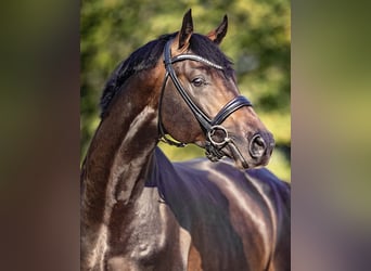 Oldenburger Springpferd, Hengst, 7 Jahre, 167 cm, Schwarzbrauner