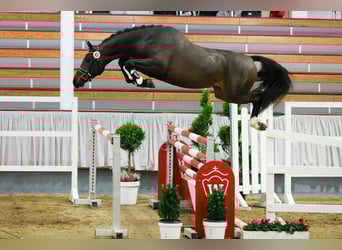 Oldenburger Springpferd, Hengst, 7 Jahre, 167 cm, Schwarzbrauner
