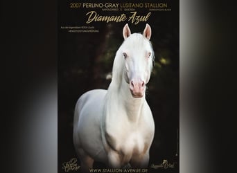 Lusitano, Hengst, 18 Jaar, 158 cm, Perlino