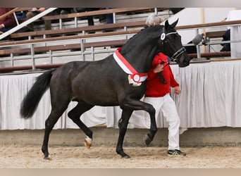Westphalian, Stallion, 11 years, 16.2 hh, Smoky-Black