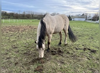 Connemara Mestizo, Caballo castrado, 10 años, 138 cm, Bayo