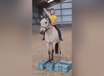 Connemara Mestizo, Caballo castrado, 10 años, 138 cm, Bayo