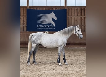 Connemara, Caballo castrado, 10 años, 145 cm, Tordo