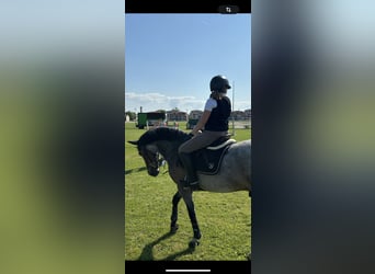 Connemara, Caballo castrado, 10 años, 146 cm, Castaño-ruano