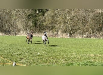 Connemara, Caballo castrado, 10 años, 146 cm, Castaño-ruano