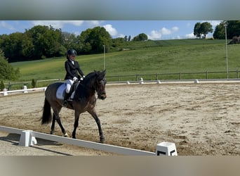 Connemara, Caballo castrado, 10 años, 146 cm, Castaño-ruano