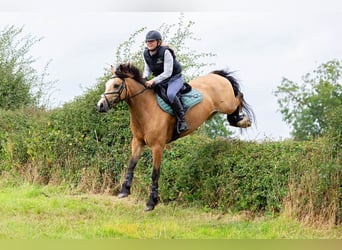 Connemara, Caballo castrado, 10 años, 148 cm, Bayo