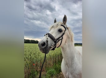 Connemara, Caballo castrado, 10 años, 152 cm, Tordo picazo