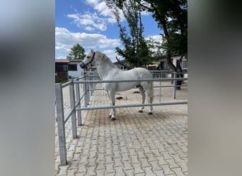 Connemara, Caballo castrado, 10 años, 152 cm, Tordo picazo