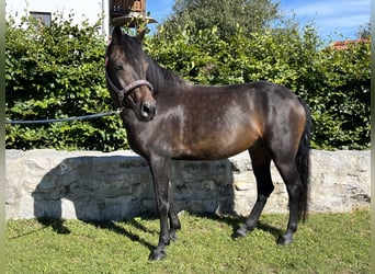 Connemara, Caballo castrado, 10 años, 153 cm, Castaño oscuro