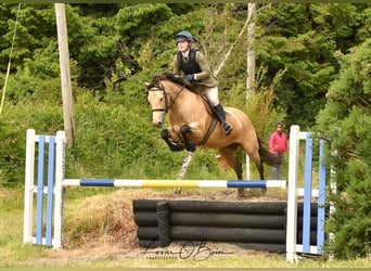 Connemara Mestizo, Caballo castrado, 10 años