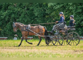 Connemara Mestizo, Caballo castrado, 11 años, 140 cm, Castaño