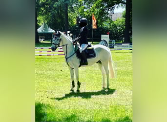 Connemara, Caballo castrado, 11 años, 146 cm, Tordo