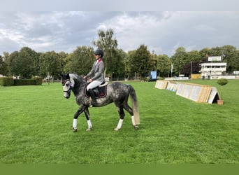 Connemara, Caballo castrado, 11 años, 148 cm, Tordillo negro