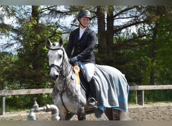 Connemara, Caballo castrado, 11 años, 148 cm, Tordillo negro