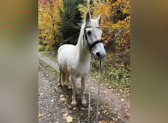 Connemara, Caballo castrado, 11 años, 148 cm, Tordo