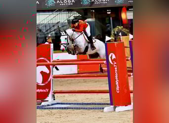 Connemara Mestizo, Caballo castrado, 11 años, 148 cm, Tordo