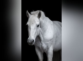 Connemara, Caballo castrado, 11 años, 152 cm, Tordo picazo