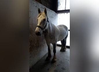 Connemara Mestizo, Caballo castrado, 11 años, 154 cm, Tordo picazo