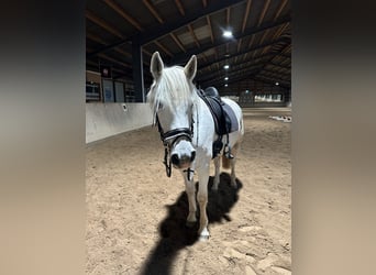 Connemara, Caballo castrado, 11 años, 156 cm, Tordo