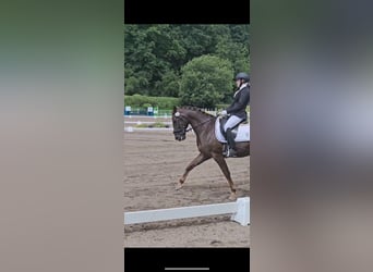 Connemara Mestizo, Caballo castrado, 11 años, 157 cm, Alazán-tostado