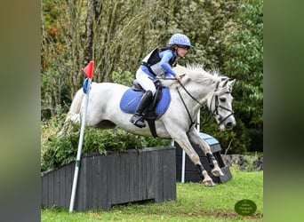 Connemara Mestizo, Caballo castrado, 12 años, 128 cm, Tordo