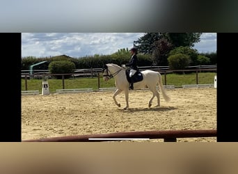 Connemara, Caballo castrado, 12 años, 147 cm, Cremello