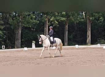 Connemara, Caballo castrado, 12 años, 147 cm, Cremello