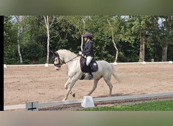 Connemara, Caballo castrado, 12 años, 147 cm, Cremello