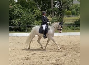 Connemara, Caballo castrado, 12 años, 147 cm, Cremello