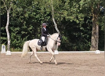 Connemara, Caballo castrado, 12 años, 147 cm, Cremello