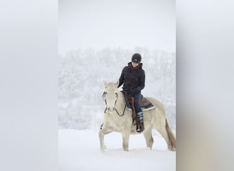 Connemara, Caballo castrado, 13 años, 144 cm, Tordo