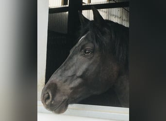 Connemara Mestizo, Caballo castrado, 13 años, 148 cm, Negro