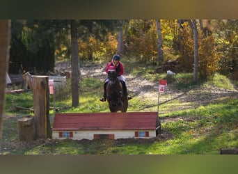 Connemara, Caballo castrado, 13 años, 149 cm, Buckskin/Bayo