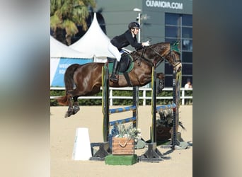 Connemara, Caballo castrado, 13 años, 149 cm, Buckskin/Bayo