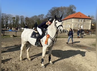 Connemara, Caballo castrado, 13 años, 153 cm, Tordo