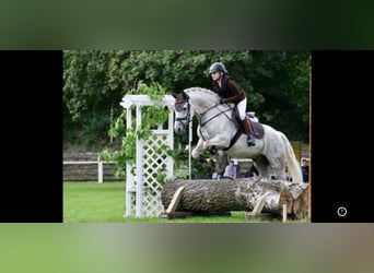 Connemara, Caballo castrado, 13 años, 153 cm, Tordo