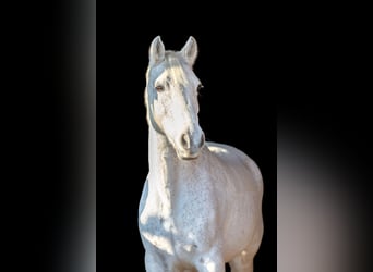Connemara, Caballo castrado, 13 años, 154 cm, Tordo picazo