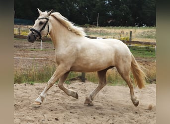 Connemara Mestizo, Caballo castrado, 13 años, Palomino