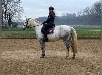 Connemara, Caballo castrado, 14 años, 143 cm, Tordo rodado