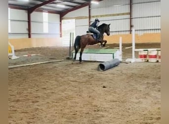 Connemara, Caballo castrado, 14 años, 148 cm, Castaño