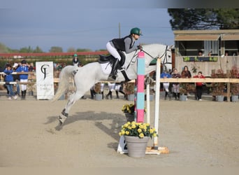 Connemara, Caballo castrado, 14 años, 148 cm, Tordo